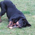 chien DM (56)